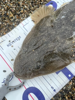 マゴチの釣果