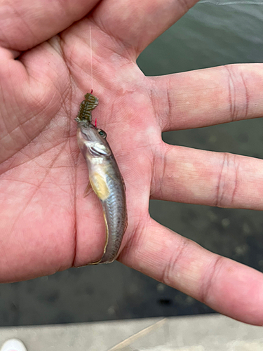 マハゼの釣果