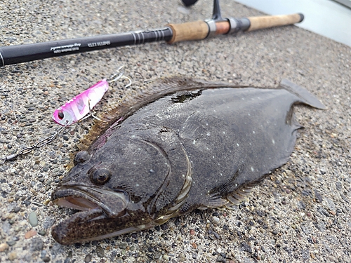 ヒラメの釣果