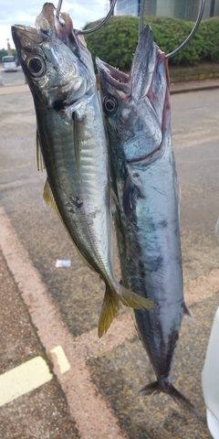 サゴシの釣果