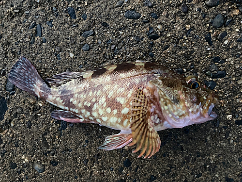 カサゴの釣果