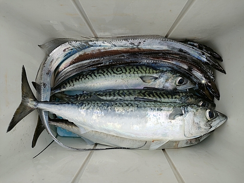 サバの釣果