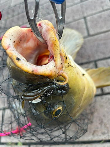 コイの釣果