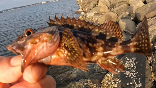 カサゴの釣果