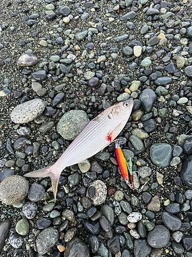 コノシロの釣果