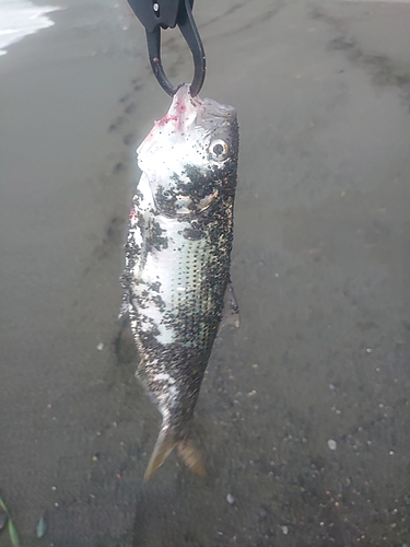 コノシロの釣果