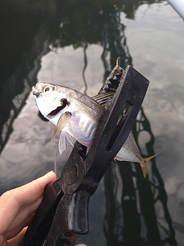 マアジの釣果