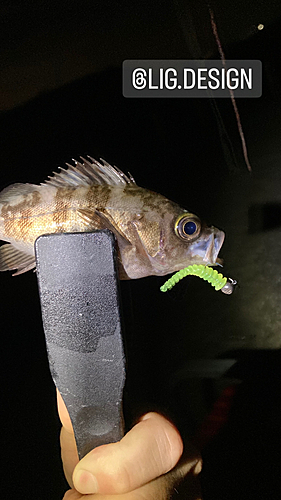 メバルの釣果