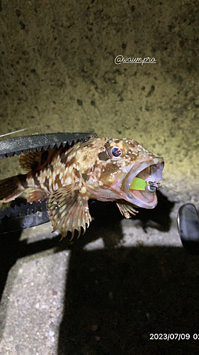 カサゴの釣果