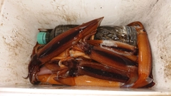 スルメイカの釣果