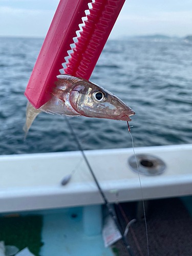 キスの釣果