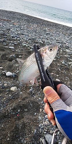 コノシロの釣果