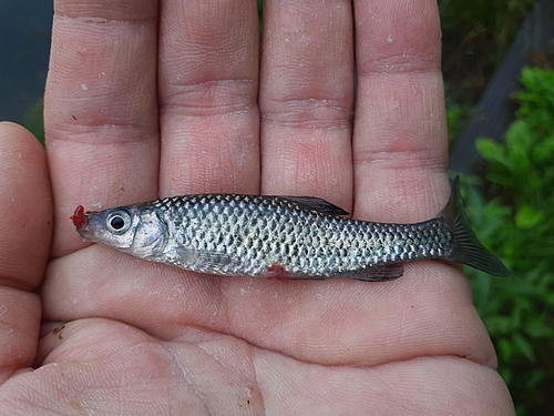 クチボソの釣果