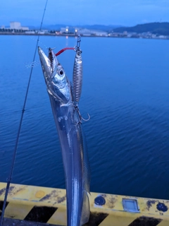 タチウオの釣果