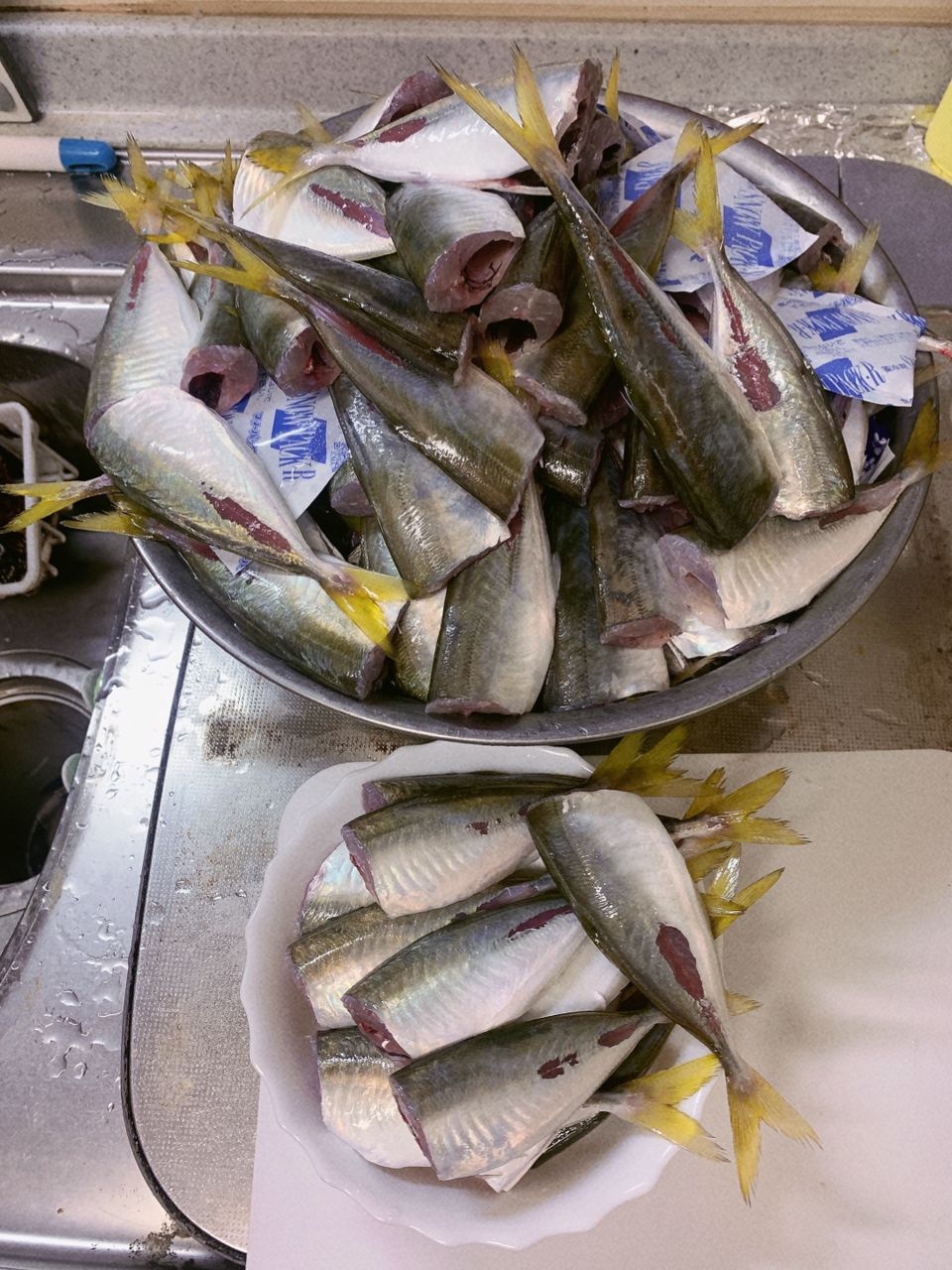 セイセイ⭐︎🐼さんの釣果 2枚目の画像