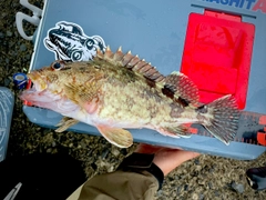 カサゴの釣果