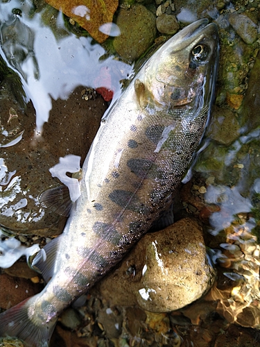 ヤマメの釣果