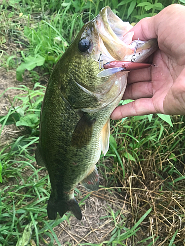 ラージマウスバスの釣果