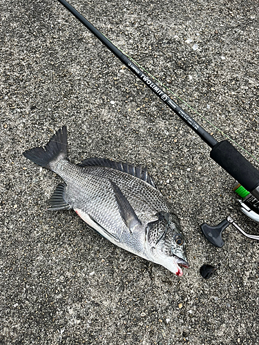 チヌの釣果