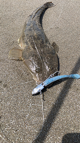 マゴチの釣果