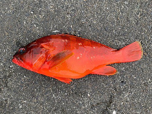 アカハタの釣果