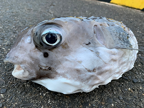 イシガキフグの釣果