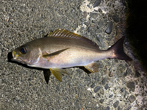 イサキの釣果