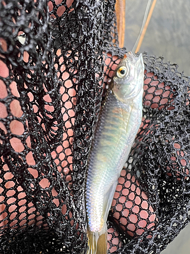 オイカワの釣果