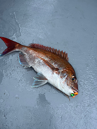 マダイの釣果