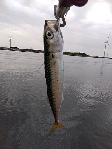 マサバの釣果