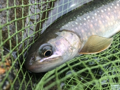 ヤマメの釣果