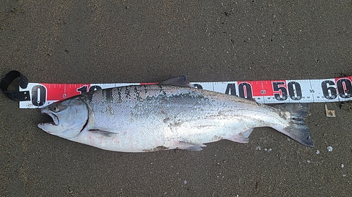 サクラマスの釣果