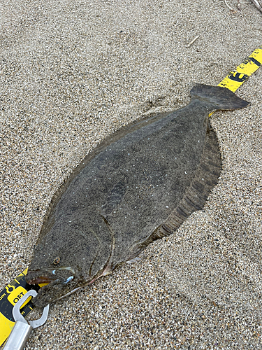 ヒラメの釣果