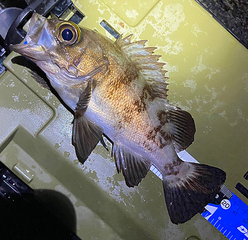 シロメバルの釣果