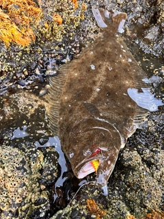 ヒラメの釣果