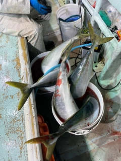 ブリの釣果