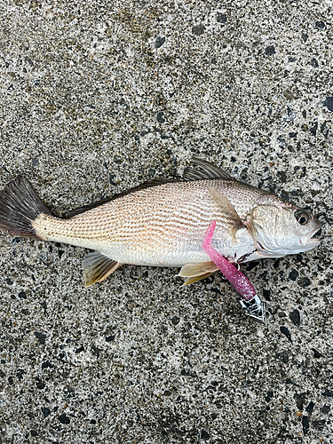 イシモチの釣果