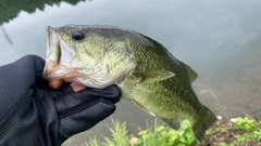 ブラックバスの釣果