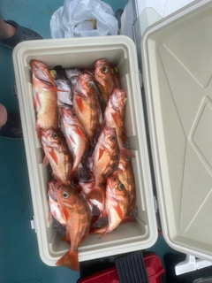 オキメバルの釣果