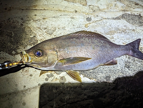 イサキの釣果