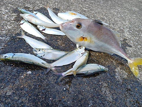 ギマの釣果