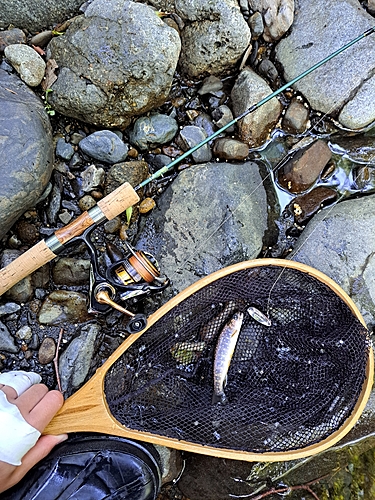 エゾイワナの釣果