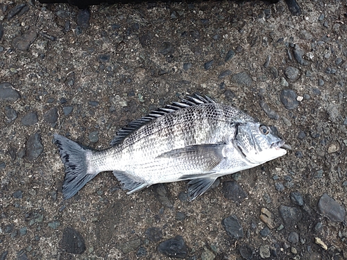 クロダイの釣果