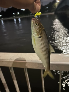 コノシロの釣果