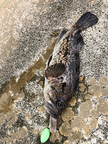 ソイの釣果