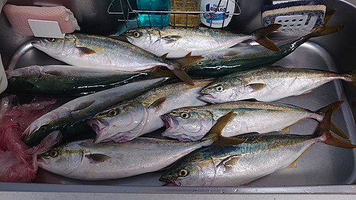 イナダの釣果