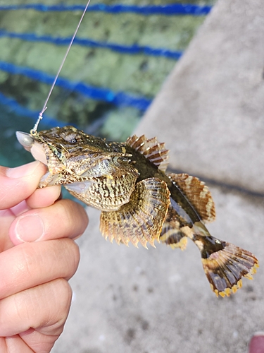 カジカの釣果