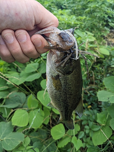 ブラックバスの釣果