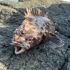 オウゴンムラソイの釣果