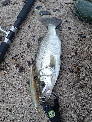 セイゴ（ヒラスズキ）の釣果